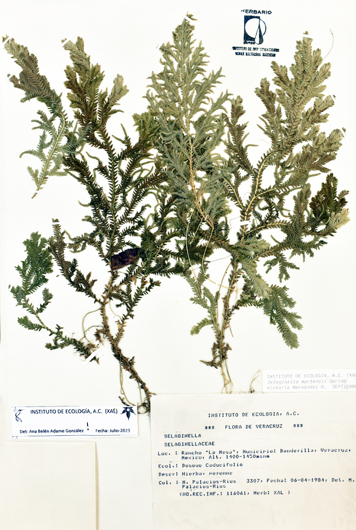 Selaginella martensii